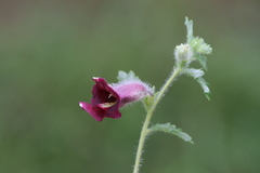 Sesamum laciniatum